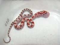 hypo2.JPG