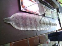 snakeskin.JPG