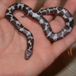 DSCF0076 - 11-03-07 a.jpg