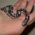 DSCF0061 - 11-03-07 b.jpg