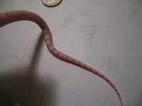 tail.jpg