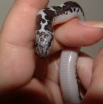 DSCF0073 - 11-03-07 c.jpg