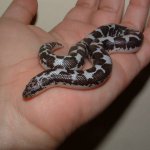 DSCF0067 - 11-03-07 d.jpg