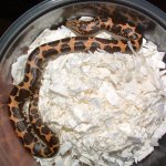 DSCF0042 - 11-03-07 a.jpg