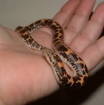 DSCF0054 - 11-03-07 b.jpg