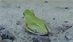 treefrog2.jpg