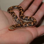 DSCF0045 - 11-03-07 c.jpg