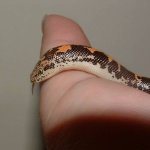 DSCF0047 - 11-03-07 d.jpg