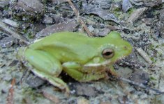 treefrog3.jpg