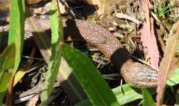 watersnake1.jpg