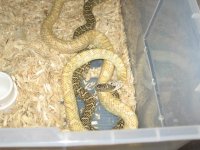 IMG_4357 Hypo and Double het Brooksi hookup.JPG