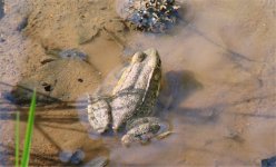 frog1.jpg