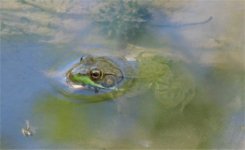 frog2.jpg