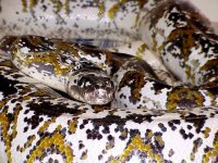 reticulated%20calico%2011.jpg