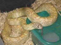 IMG_3371Hypo Male.JPG