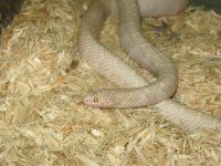 IMG_3375Snow Male.JPG