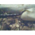my 1st out of his egg.jpg
