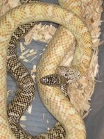 IMG_4359 Snake Rape!!!.JPG