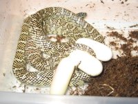 IMG_4887 Double Het Brooksi Eggs.JPG