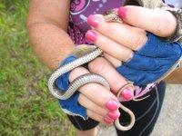 1snake640.jpg