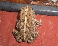 Toad_Anole 007cr600.jpg
