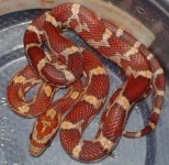 Female banded.JPG