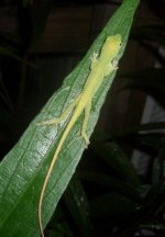 Toad_Anole 003cr700.jpg