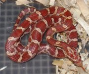 male banded.JPG