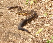 Rattler.JPG
