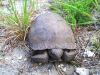 Green Swamp 012-600.jpg