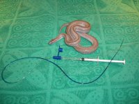 Tube Noah 001_800.jpg
