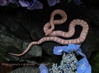Jun08_0626 Lavender Cornsnake Willow.jpg
