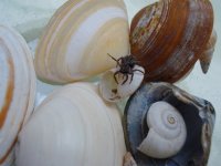 Steve002_20080902.jpg