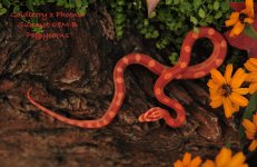 Sunglow_Motley_Cornsnake_08MB.jpg
