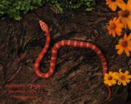 Sunglow_Motley_Cornsnake_08M11.jpg