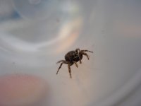 Steve004_20080902.jpg