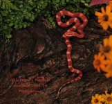 Sunglow_Motley_Cornsnake_08M14.jpg
