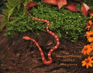 Sunglow_Motley_Cornsnake_08M15.jpg