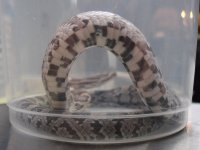 F_20080309.jpg