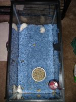 mousecolony.jpg
