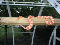 IMG_0454.JPG