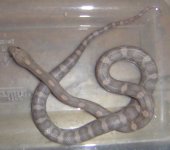ShoeString_20070423-1.jpg
