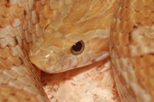 mein amberbock 2.JPG