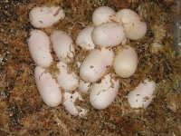pinkies0003.jpg