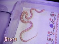 091807_greta0033.jpg