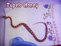091807_honey0030.jpg