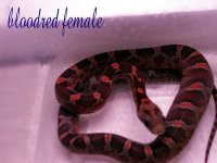 bloodred female.jpg