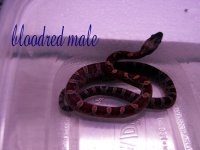 bloodred male.jpg