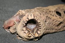 Daire_Mouse_Log_2008_0421.jpg