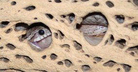 Daire_Mouse_Eye_2008_0421.jpg